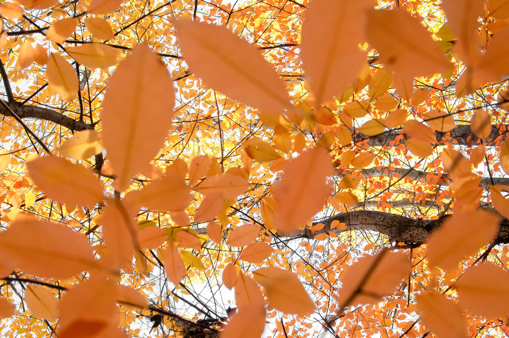 Фотографія Листопад / Всеволод Оленич / photographers.ua