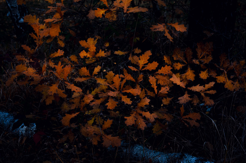 Фотографія Листя молодого дуба / Всеволод Оленич / photographers.ua