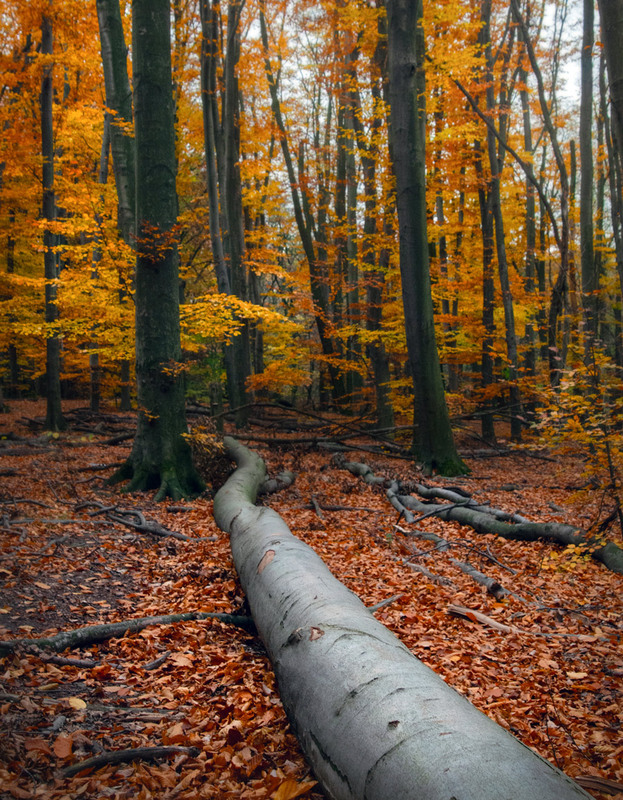 Фотографія Осінь у буковому гаю / Всеволод Оленич / photographers.ua