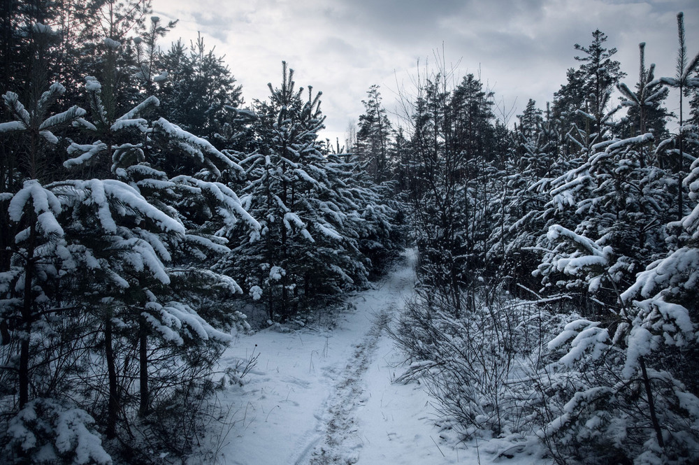 Фотографія Вузькою стежинкою / Всеволод Оленич / photographers.ua