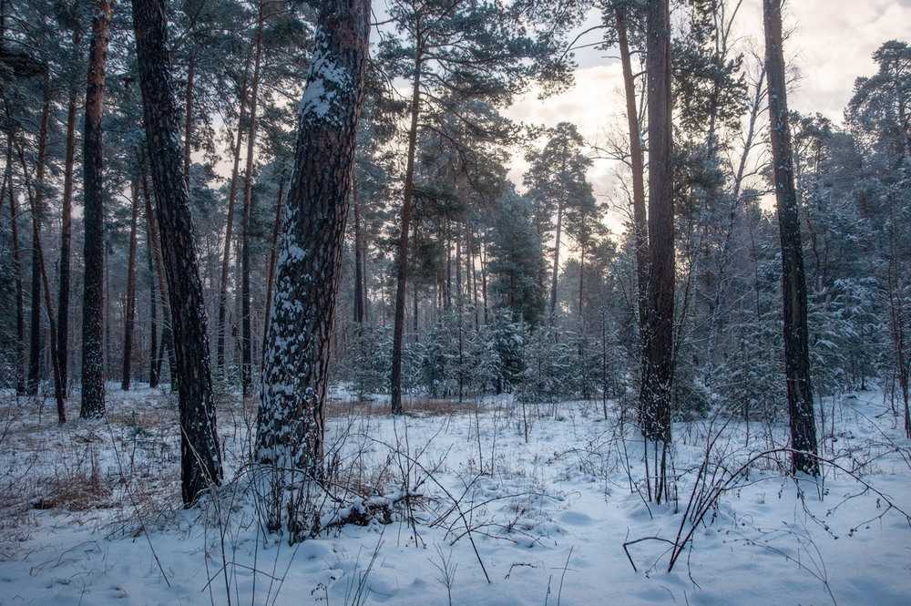 Фотографія Казковий лютий 2025-го / Всеволод Оленич / photographers.ua