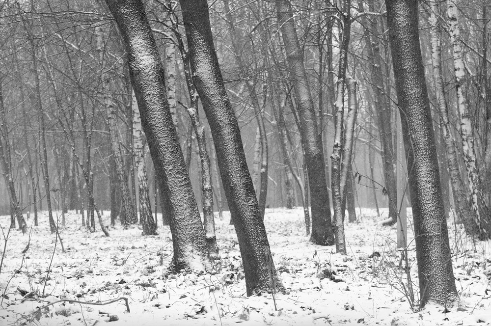 Фотографія Притрусило / Всеволод Оленич / photographers.ua