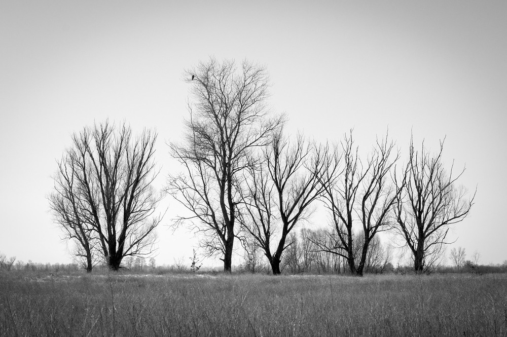 Фотографія *** / Всеволод Оленич / photographers.ua