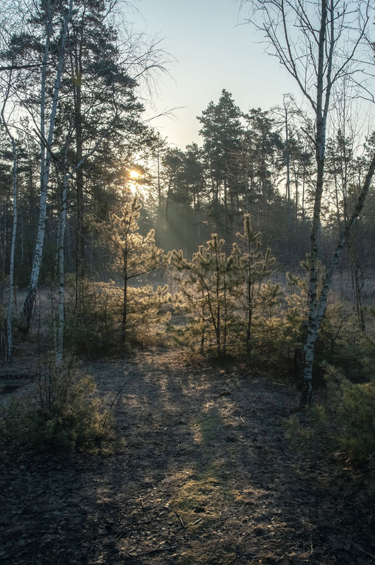 Фотографія Ніжність березня / Всеволод Оленич / photographers.ua