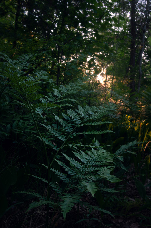 Фотографія Схід сонця серед папоротей / Всеволод Оленич / photographers.ua