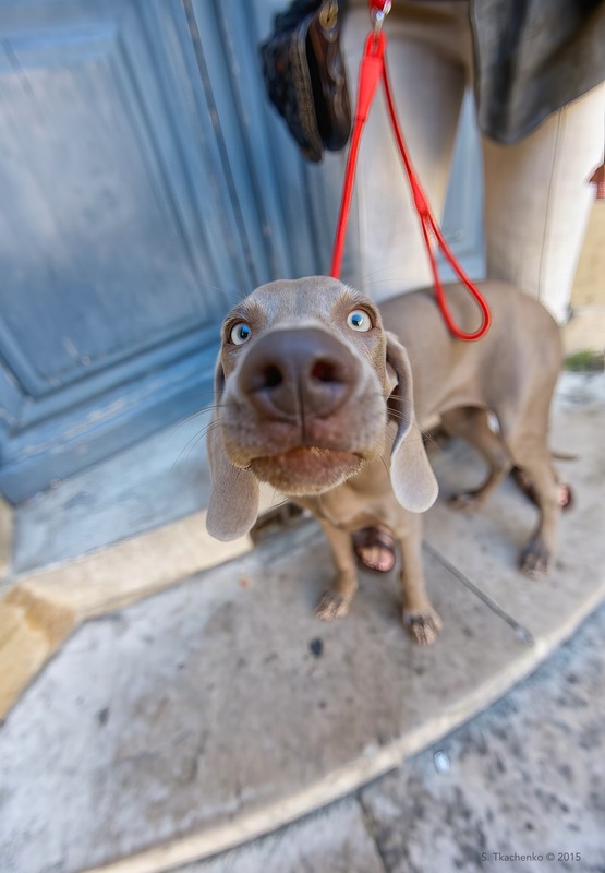 Фотографія Weimaraner puppy / Sergiy Tkachenko / photographers.ua