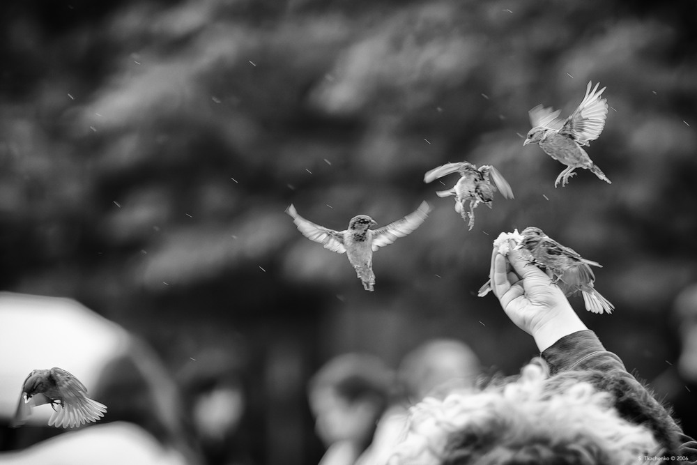 Фотографія Про штучний інтеллект здорової людини / Sergiy Tkachenko / photographers.ua