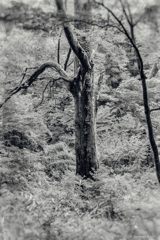 Фотографія Echo of Giants / Sergiy Tkachenko / photographers.ua