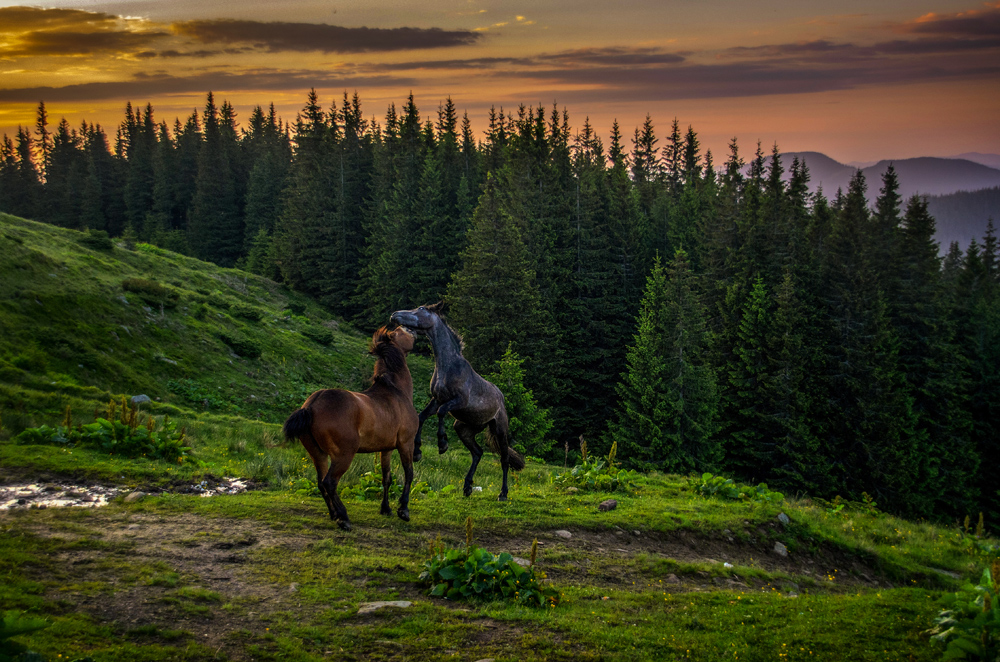 Фотографія Ранок на полонині "Веснарка", Верховинський р-н / Валерій Мельников / photographers.ua