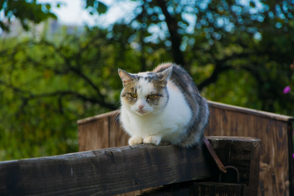 Фотографія Кіт / Myroslav Rymar / photographers.ua
