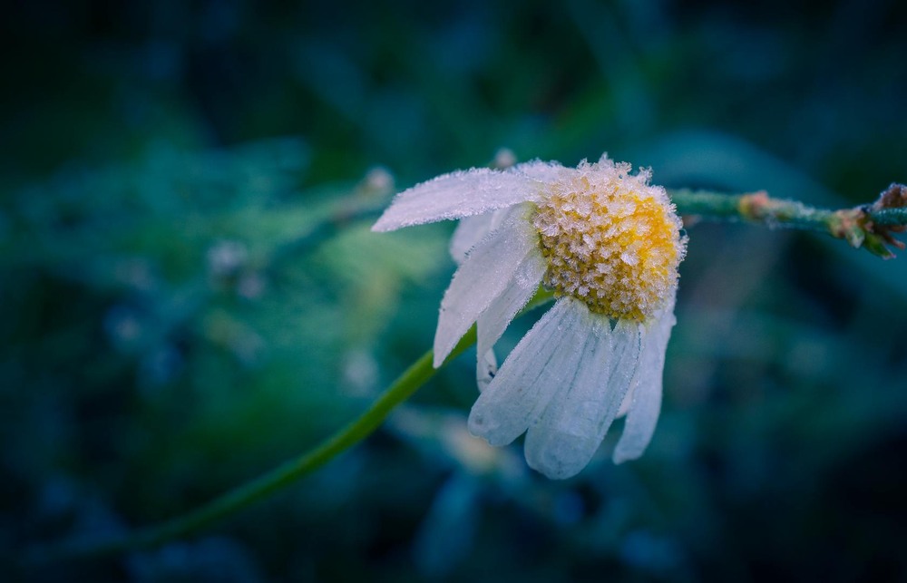 Фотографія Макро / Олександр Катков / photographers.ua