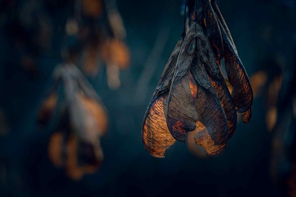 Фотографія Макро / Олександр Катков / photographers.ua