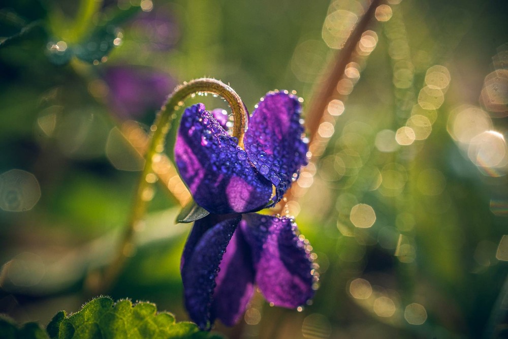 Фотографія Макро / Олександр Катков / photographers.ua