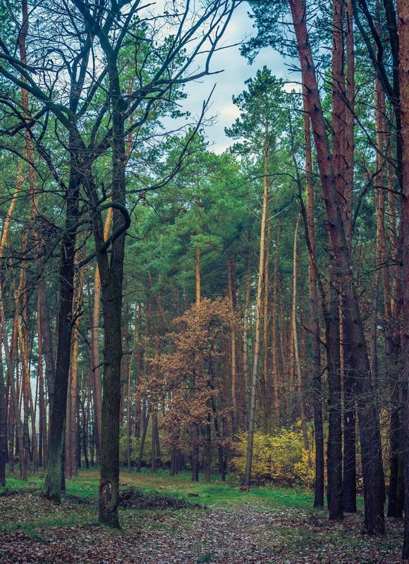 Фотографія Осінь / Олександр Катков / photographers.ua