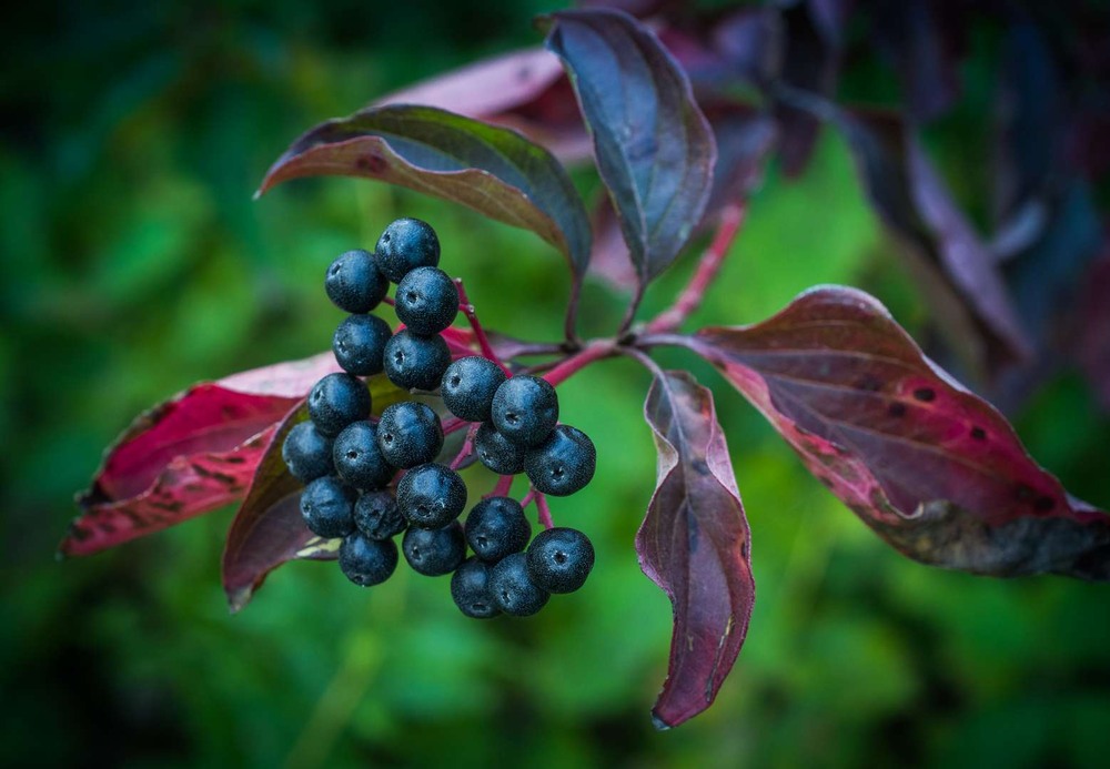 Фотографія Сімейка / Олександр Катков / photographers.ua