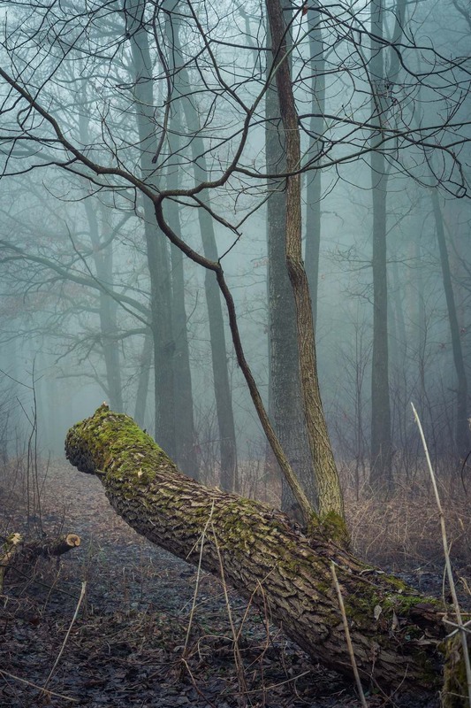 Фотографія Туманний ліс / Олександр Катков / photographers.ua