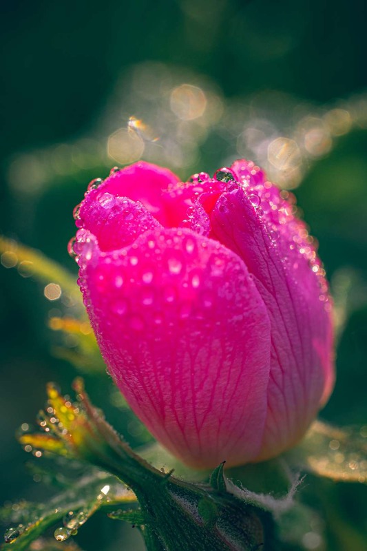 Фотографія Макро / Олександр Катков / photographers.ua