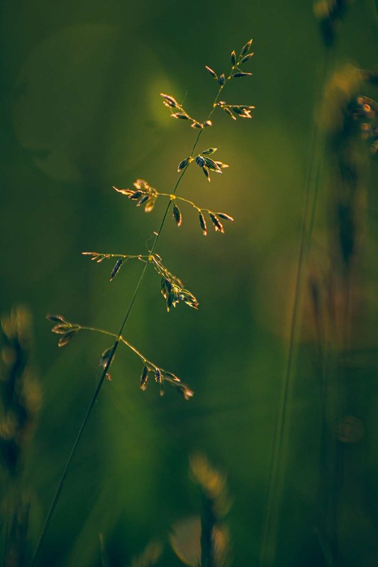 Фотографія Макро / Олександр Катков / photographers.ua