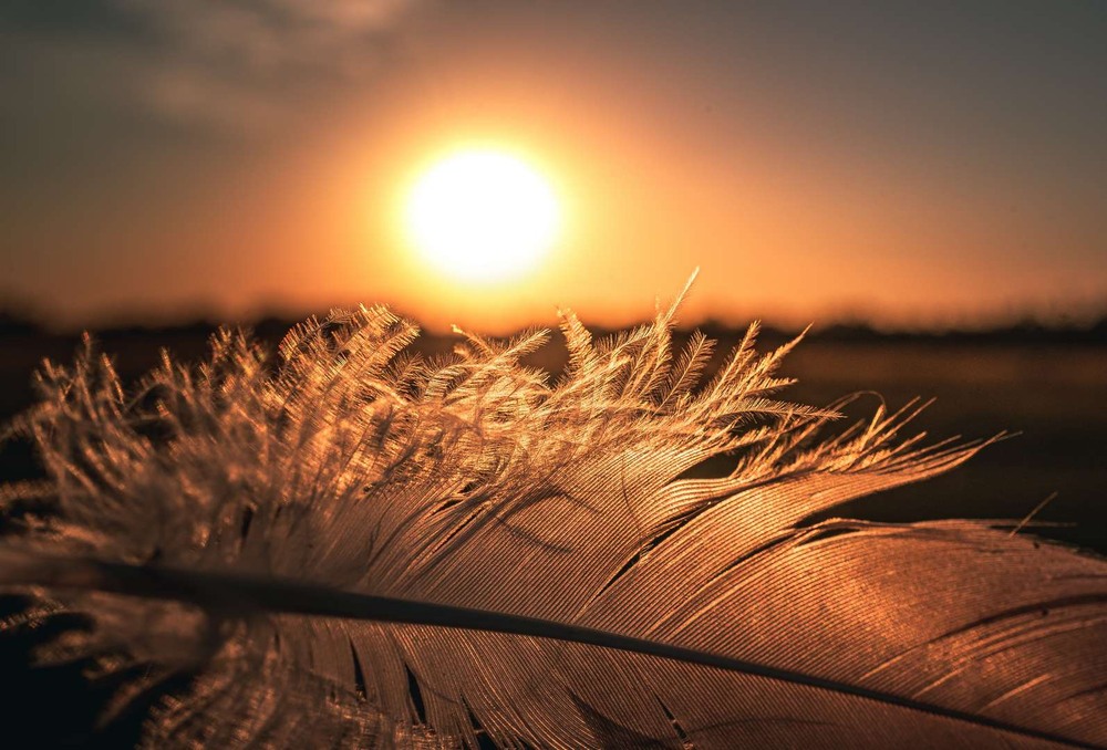 Фотографія Макро / Олександр Катков / photographers.ua