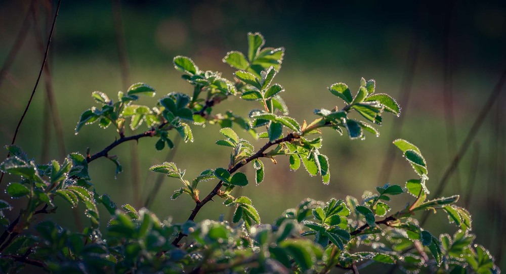 Фотографія Макро / Олександр Катков / photographers.ua