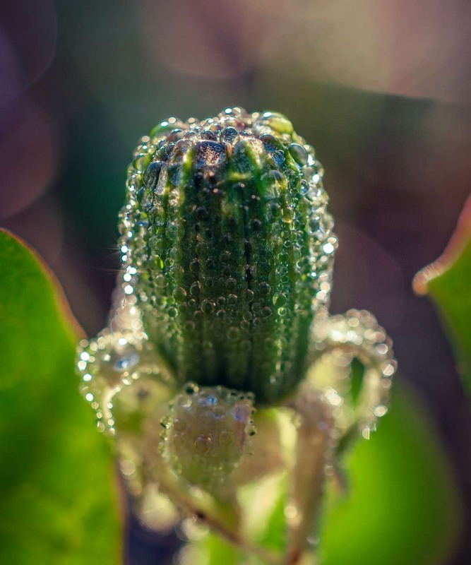 Фотографія Макро / Олександр Катков / photographers.ua