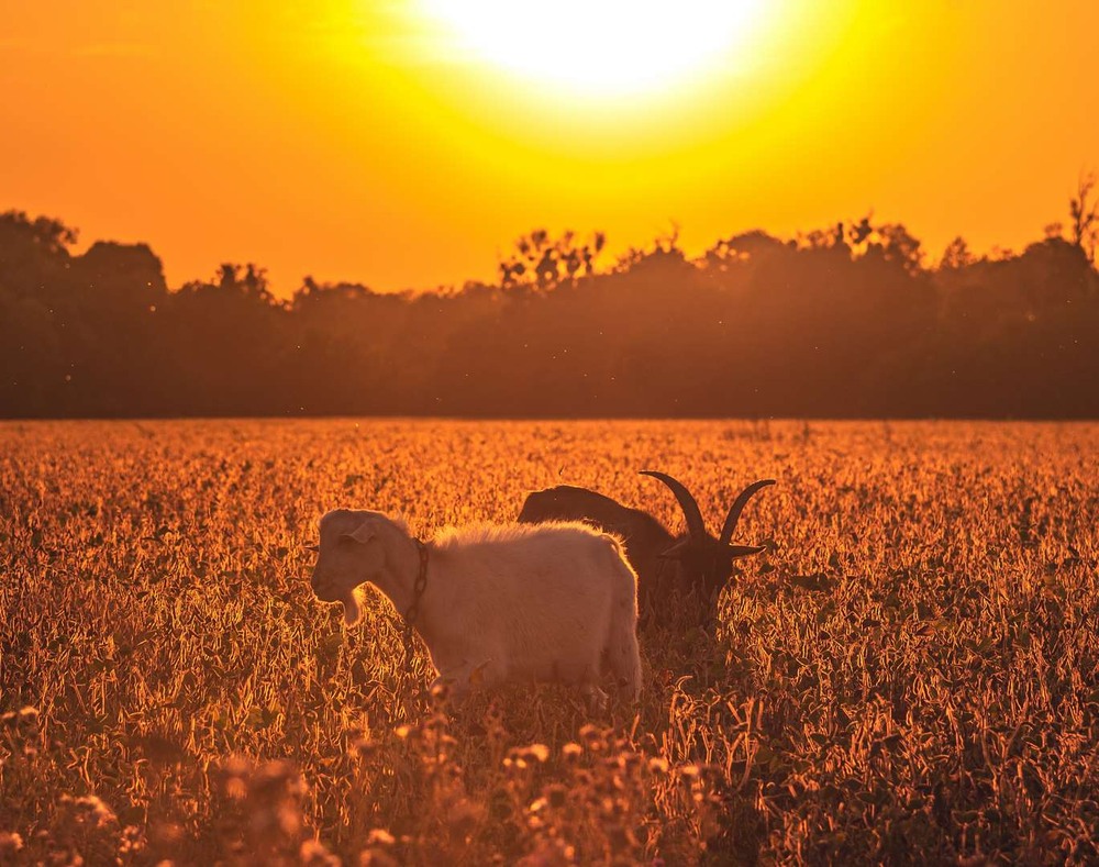 Фотографія Животные / Олександр Катков / photographers.ua