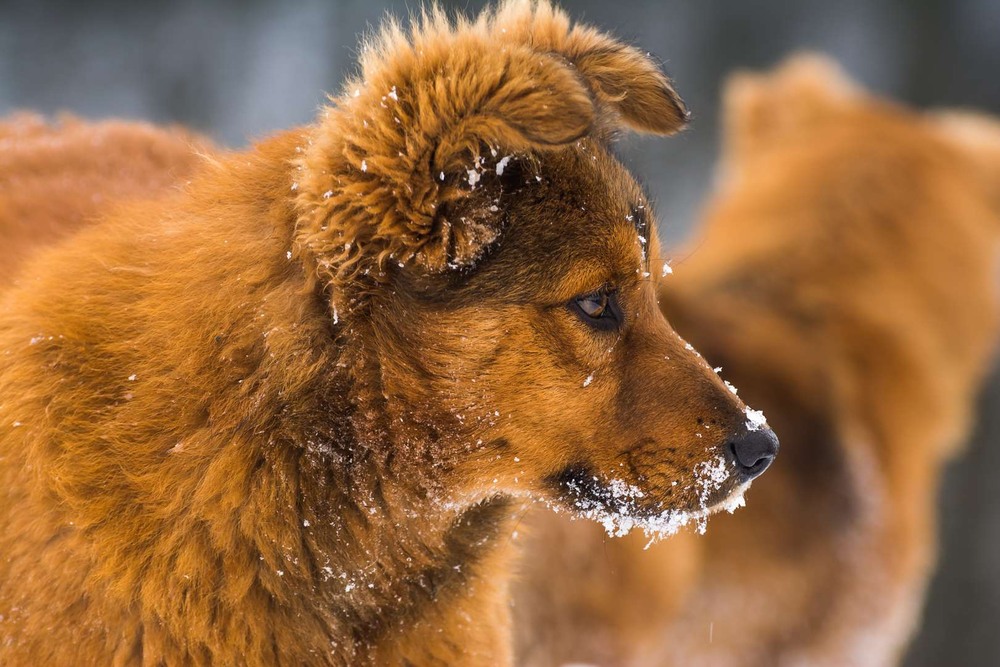 Фотографія Животные / Олександр Катков / photographers.ua