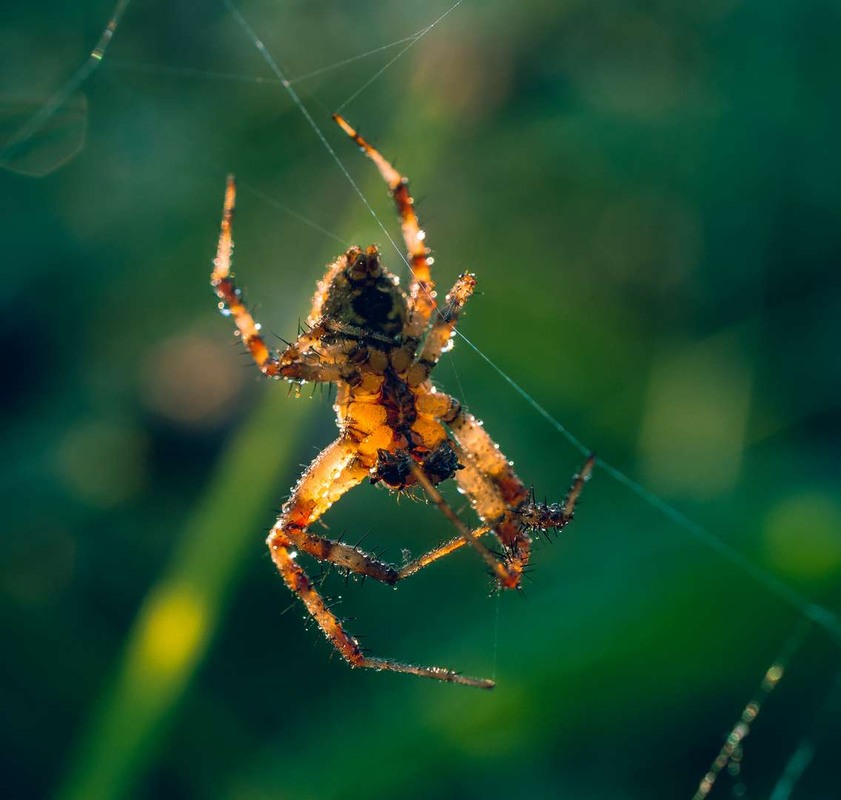 Фотографія Макро / Олександр Катков / photographers.ua