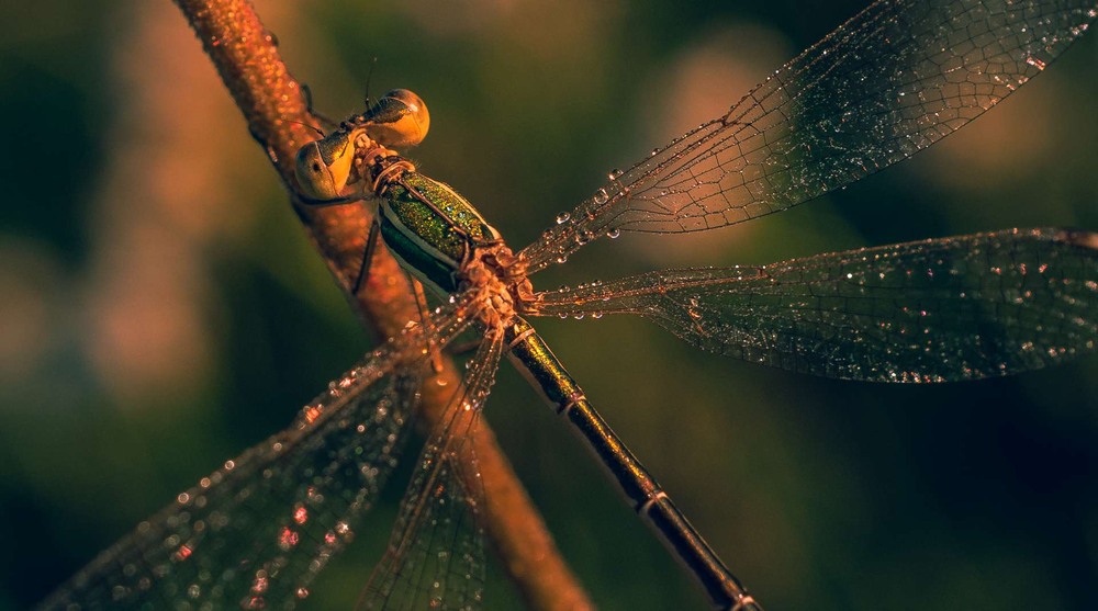 Фотографія Макро / Олександр Катков / photographers.ua