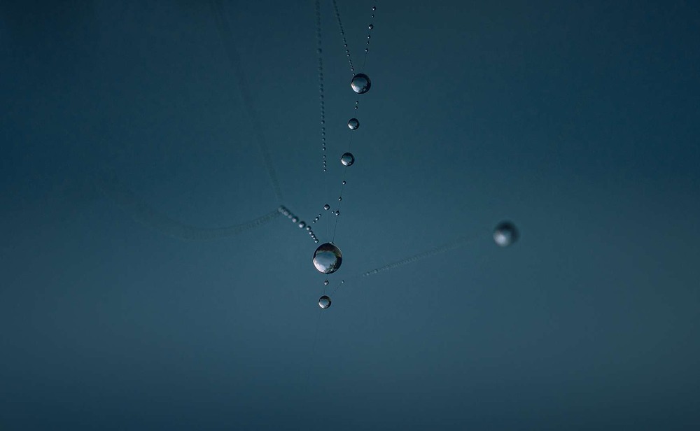 Фотографія Макро / Олександр Катков / photographers.ua