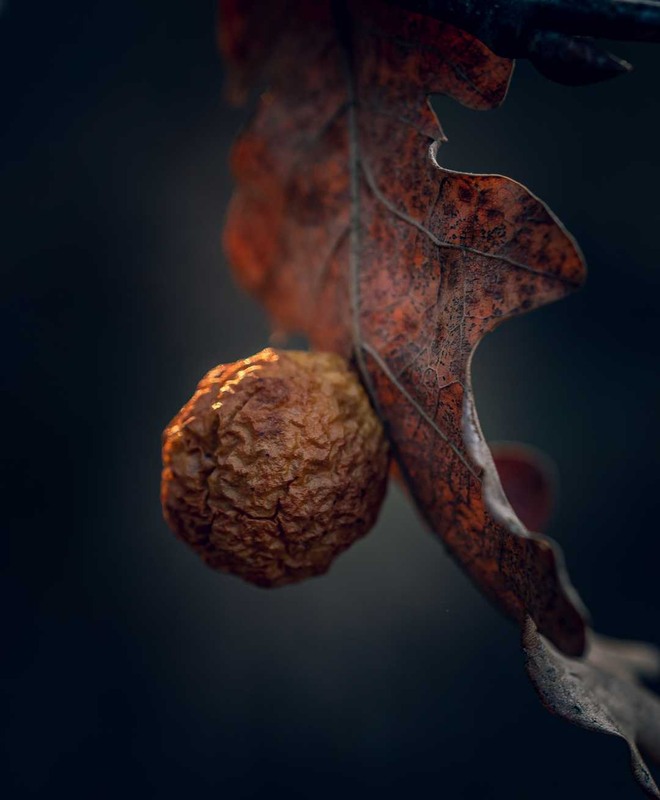 Фотографія Макро / Олександр Катков / photographers.ua