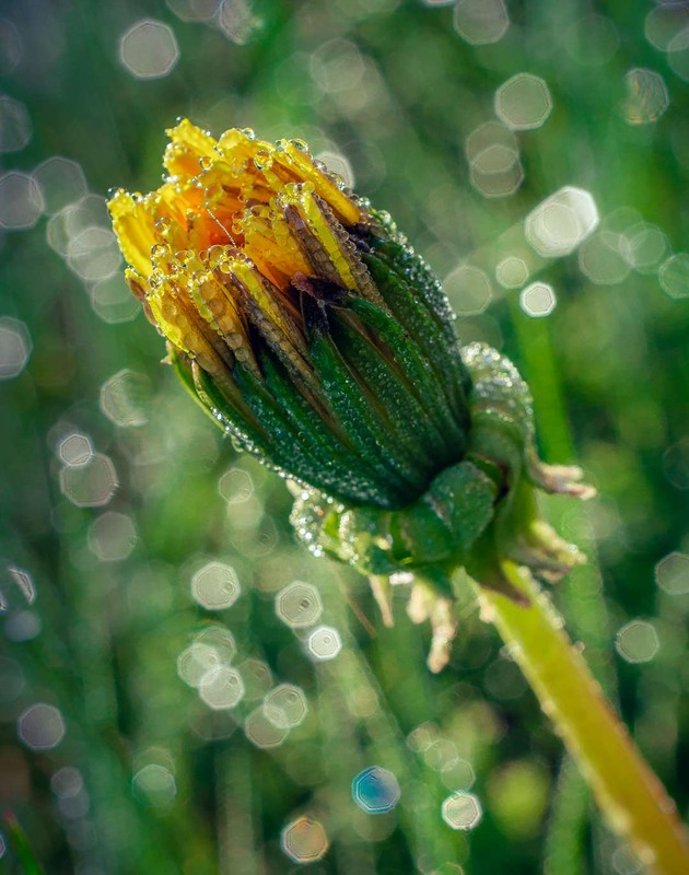 Фотографія Макро / Олександр Катков / photographers.ua