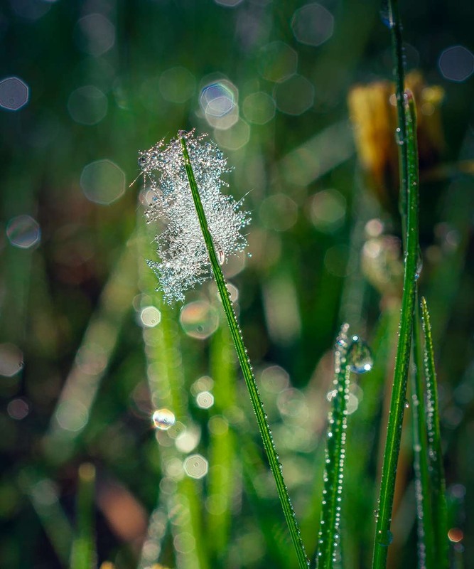 Фотографія Макро / Олександр Катков / photographers.ua