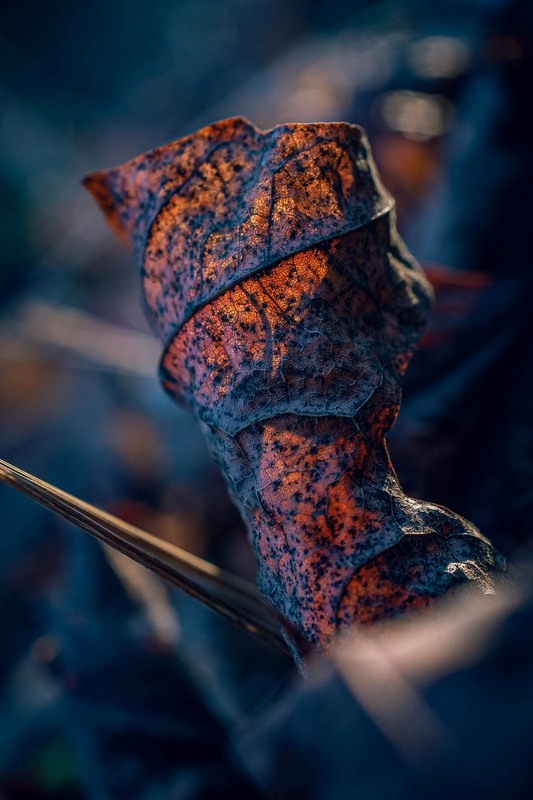 Фотографія Макро / Олександр Катков / photographers.ua