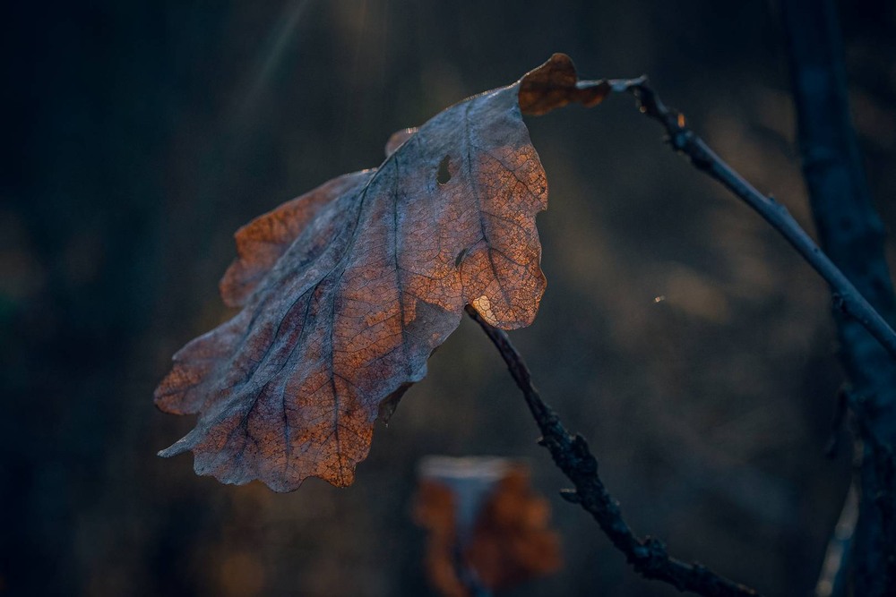 Фотографія Макро / Олександр Катков / photographers.ua