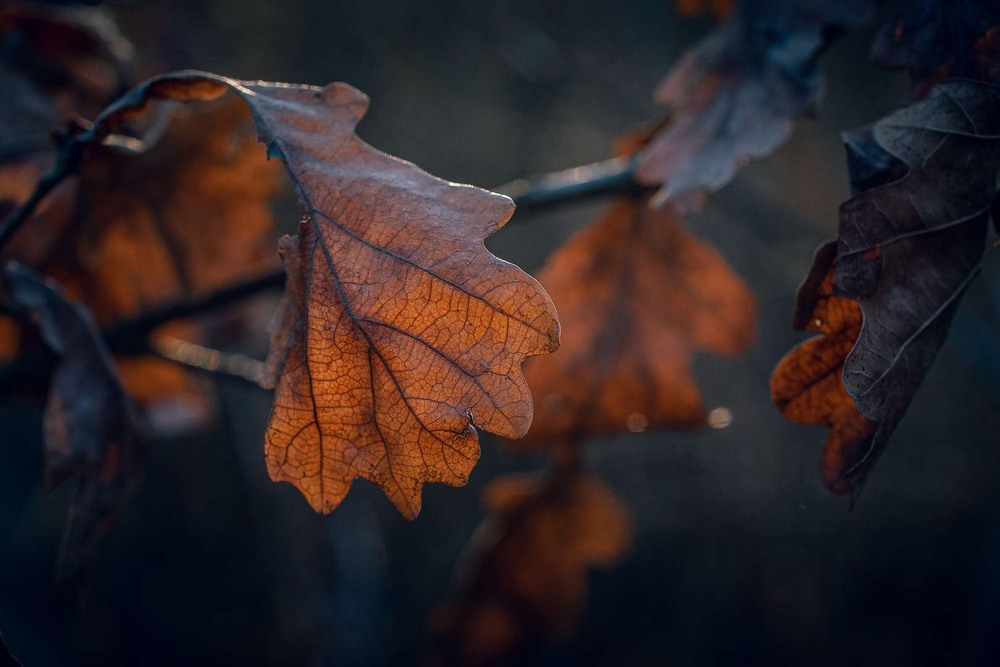 Фотографія Макро / Олександр Катков / photographers.ua