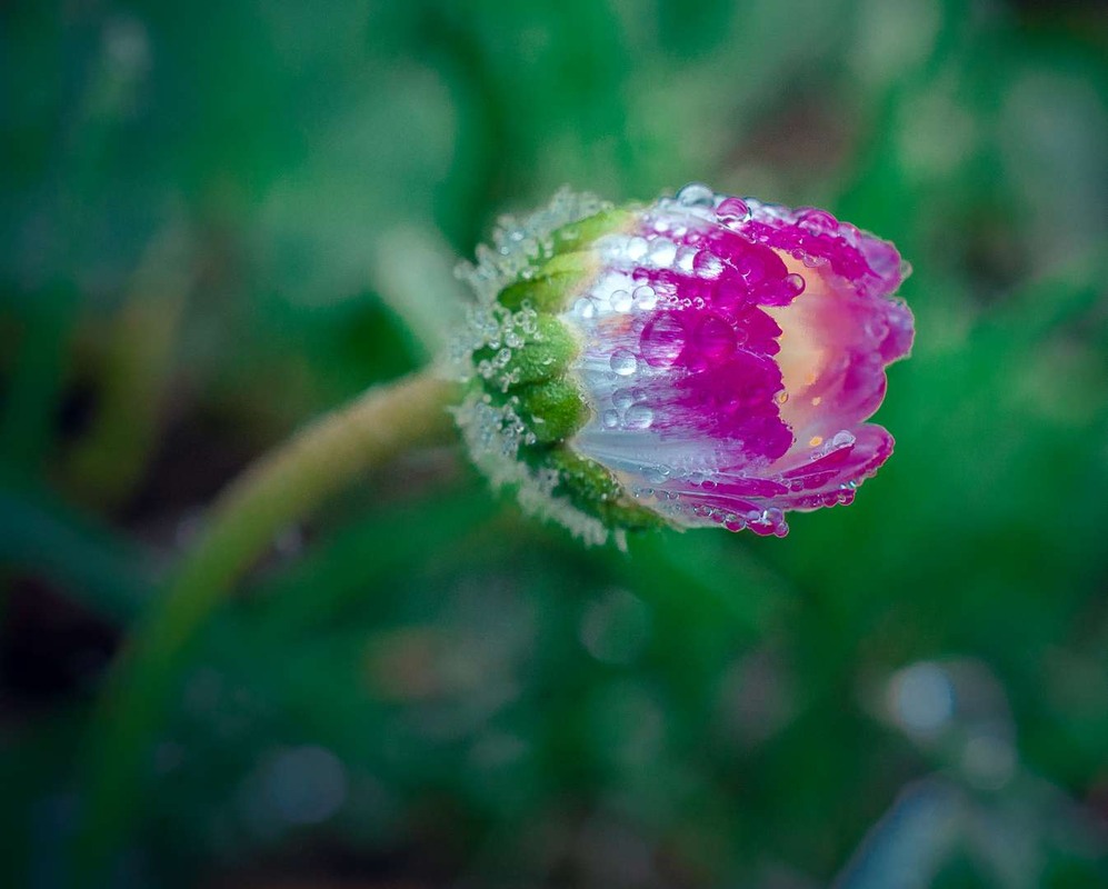 Фотографія Макро / Олександр Катков / photographers.ua
