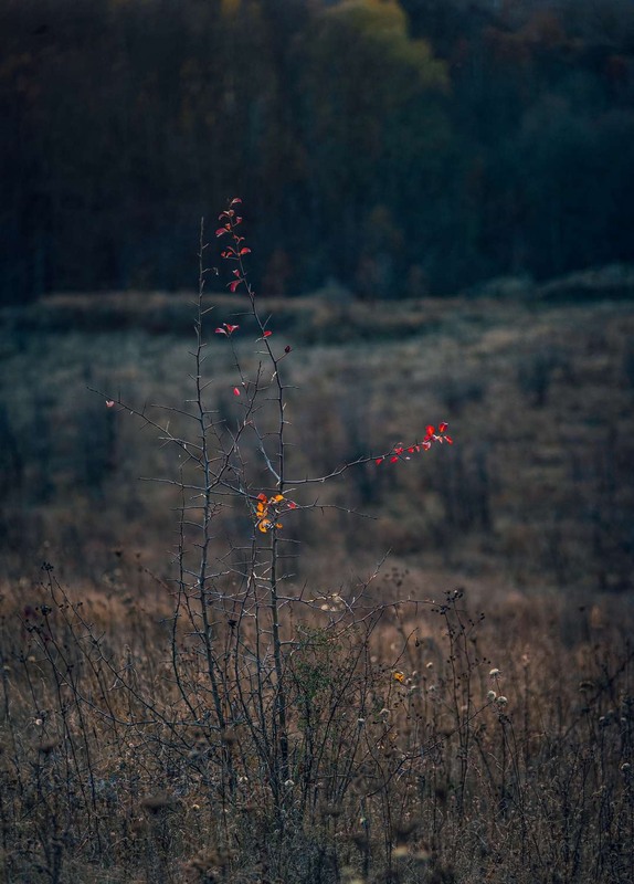 Фотографія Останні листочки / Олександр Катков / photographers.ua