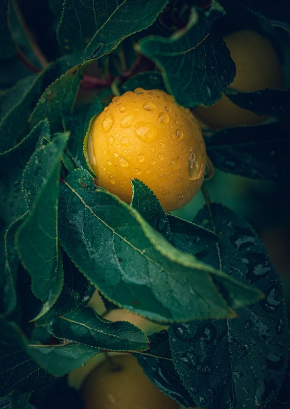 Фотографія Разное / Олександр Катков / photographers.ua