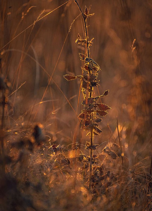 Фотографія Макро / Олександр Катков / photographers.ua