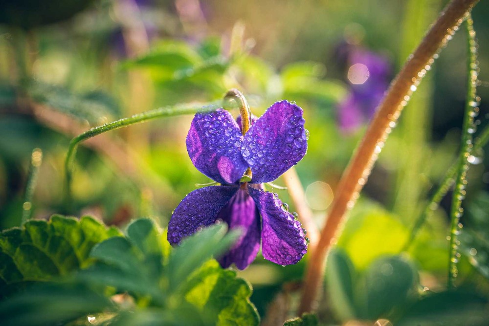 Фотографія Макро / Олександр Катков / photographers.ua