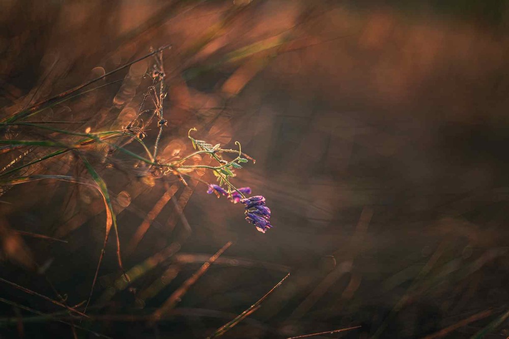 Фотографія Макро / Олександр Катков / photographers.ua