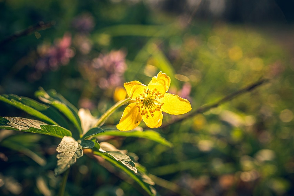 Фотографія Макро / Олександр Катков / photographers.ua