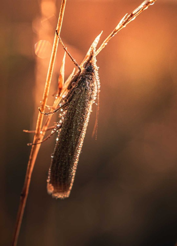Фотографія Макро / Олександр Катков / photographers.ua