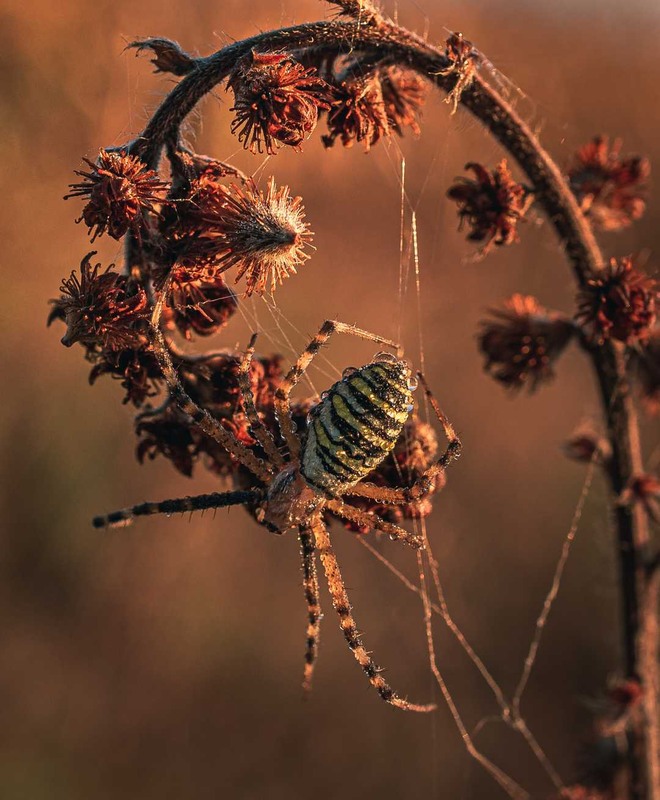 Фотографія Макро / Олександр Катков / photographers.ua