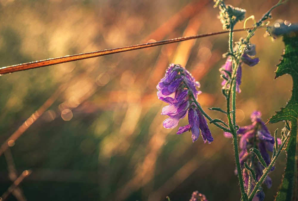 Фотографія Макро / Олександр Катков / photographers.ua