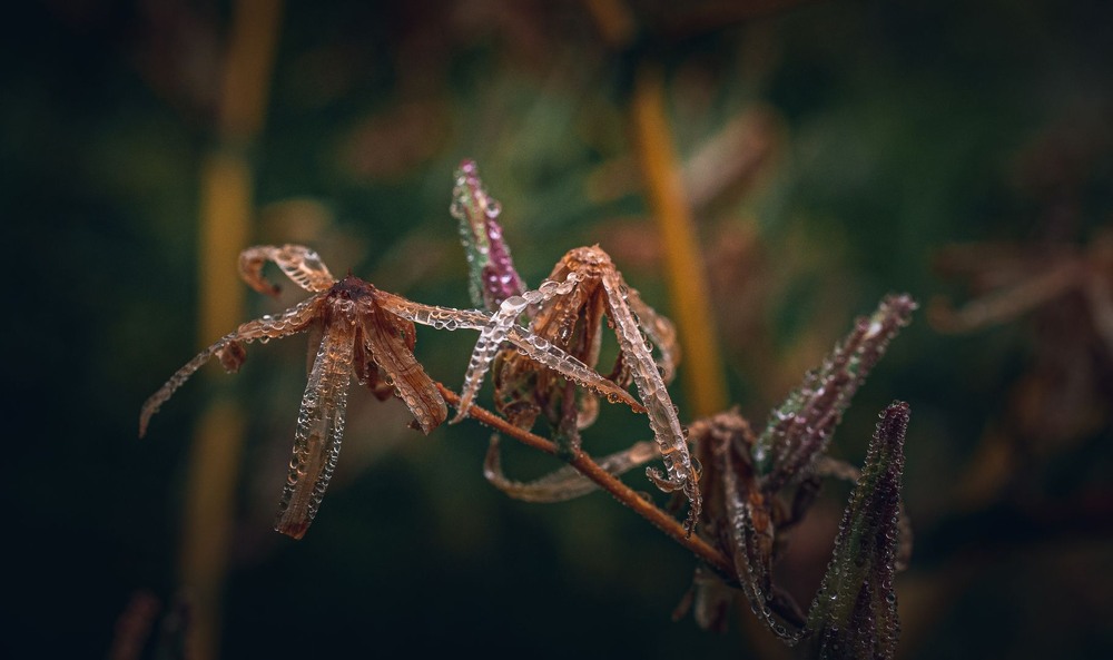 Фотографія Макро / Олександр Катков / photographers.ua