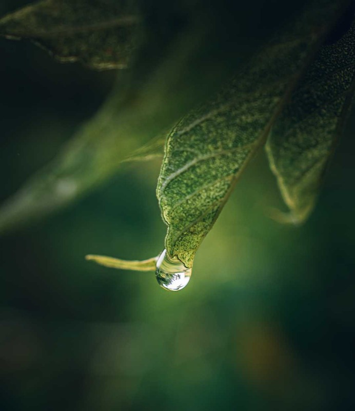 Фотографія Макро / Олександр Катков / photographers.ua