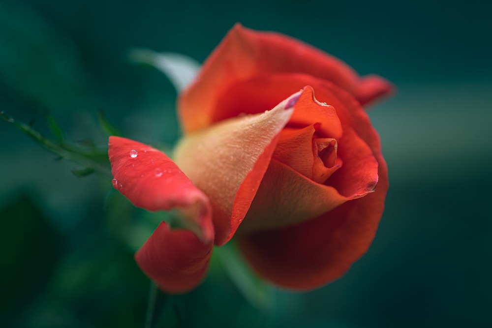 Фотографія Макро / Олександр Катков / photographers.ua