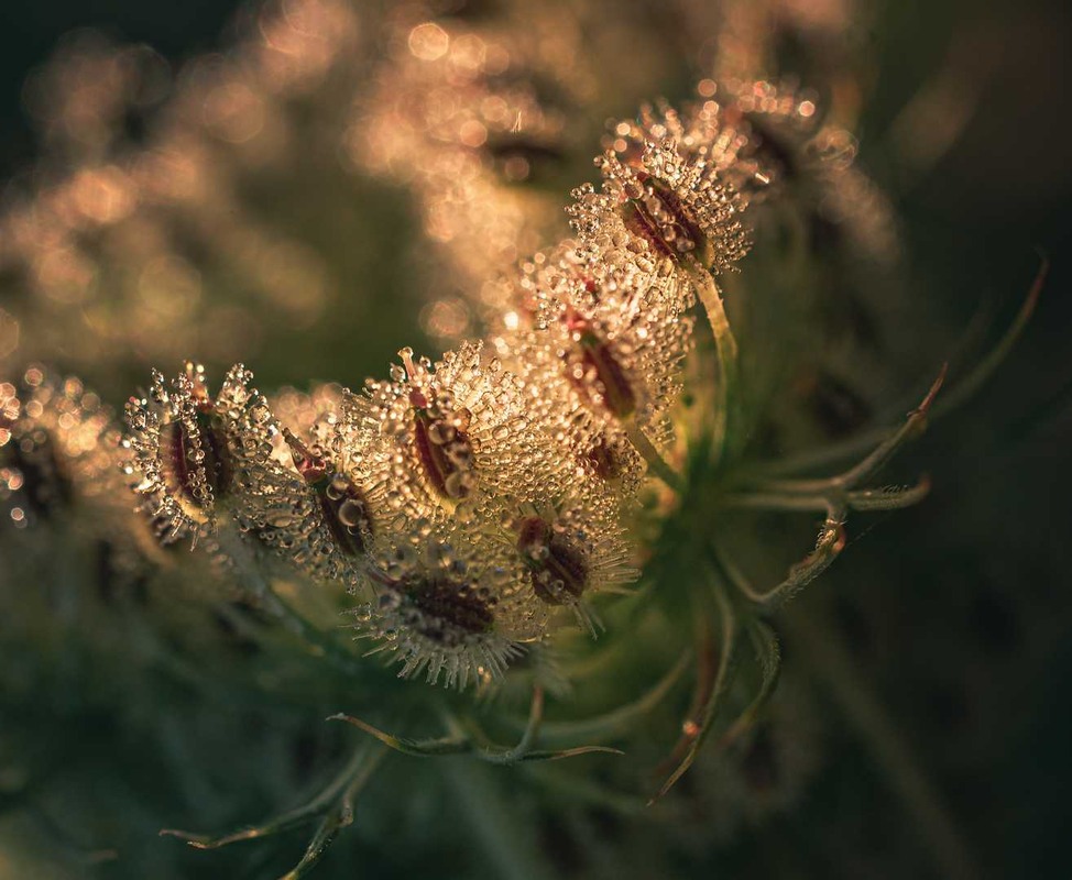 Фотографія Макро / Олександр Катков / photographers.ua